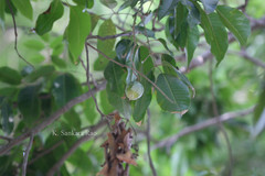 Canarium vulgare